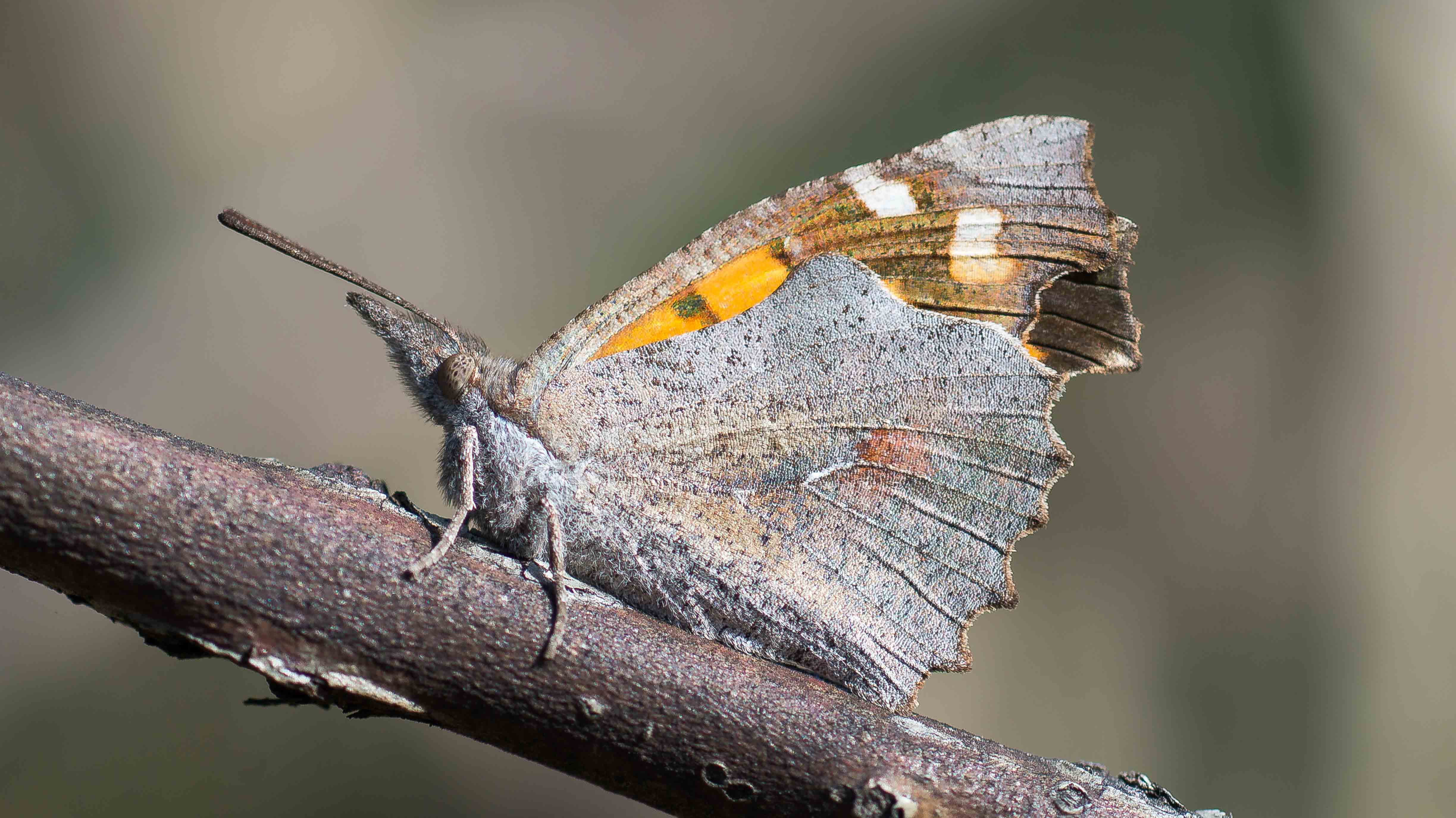 Libythea Cinyras